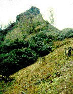 Beyond the trees, the secret handshake is
exchanged.