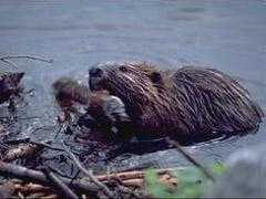 As a way to mollify Renee and keep costs down, Gabrielle gets a
pet beaver instead of a horse in Season 5
