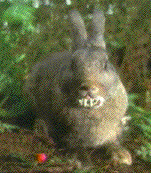 When good bunnies don't get root canals