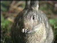 Peter Rabbit before caps