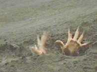 When I said it would be fun to bury me in the sand I didn't mean
-- AHHHHHHH!