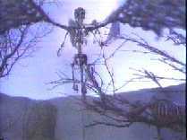 The ultimate fat-free diet result