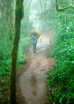 Two seconds before the King of the Jungle swung by