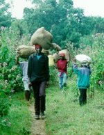 Why did we want this many potatoes?