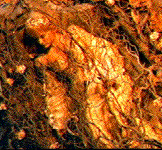 Gabrielle proves once again she can sleep through 
anything