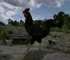 Colonel Sanders worst nightmare