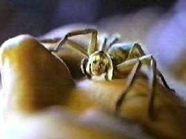 Like kangaroos, bard-headed spiders are indigenous to Australia.