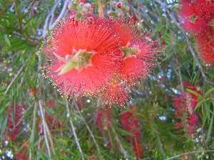 Georgia O'Keeffe would probably have something to say about this