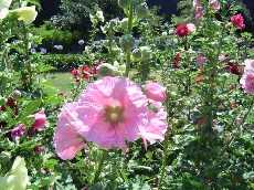 Hollyhocks in the Botanical Gardens
